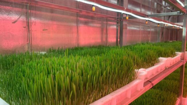 Vertical Farming Hydroponic Humidity Container Greenhouse