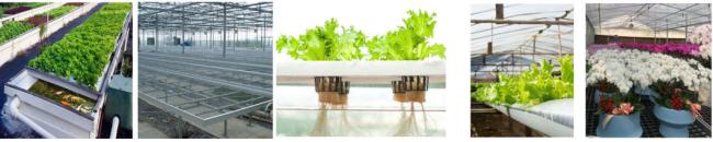 Single-Pan Hydroponic System Vegetable Farming Greenhouse