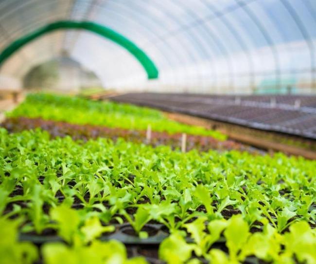 Single-Pan Hydroponic Tomato Cultivation Greenhouse
