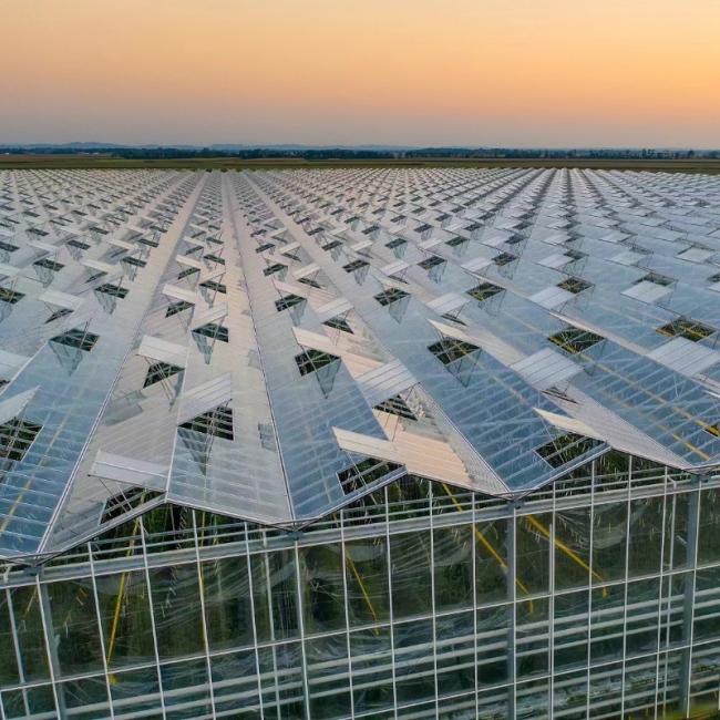 Venlo Glass Greenhouse for Vegetables