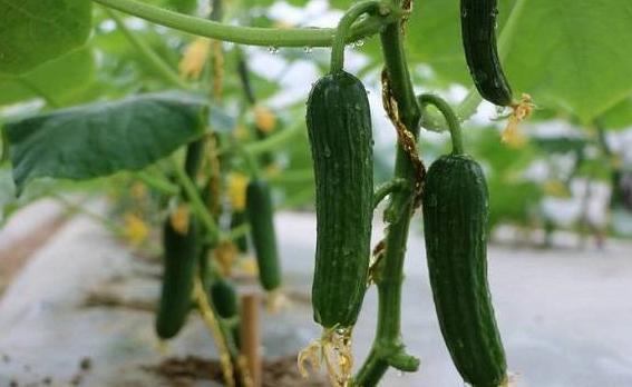 Tomato and Cucumber Farm Film Greenhouse with Single-Pan