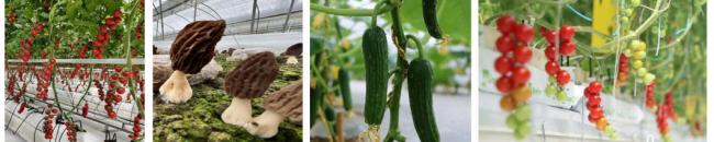 Tomato and Cucumber Farm Film Greenhouse with Single-Pan