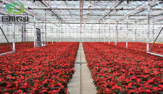 Best Selling Multi-Span Glass Greenhouse with Tomato Hydroponic Growing System