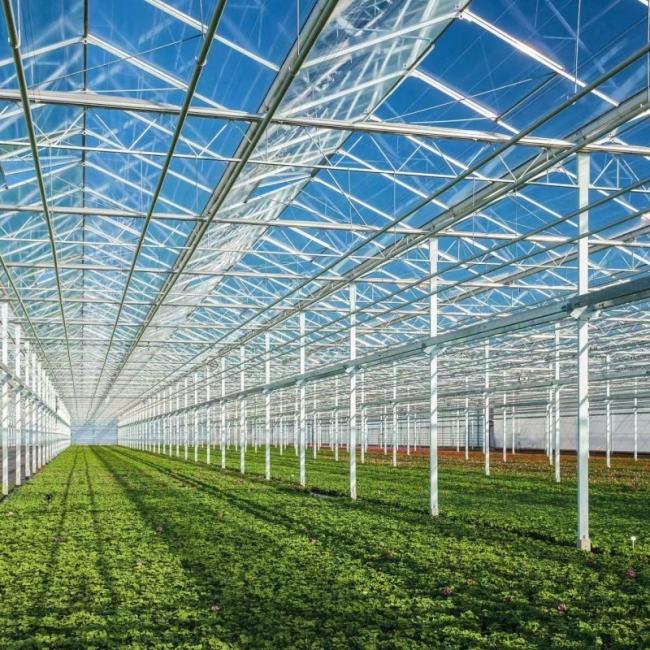Venlo Glass Greenhouse Hydroponics System with Drip Irrigation