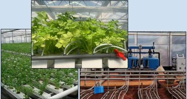 Film Greenhouse Hydroponic System with Soilless Cultivation