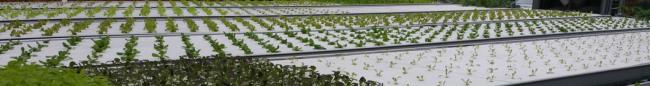 Plastic Film Structure for Hydroponic Seedlings Greenhouse