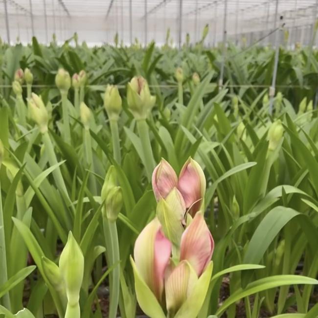 Float Glass Greenhouse Shelter for Cultivating Flowers