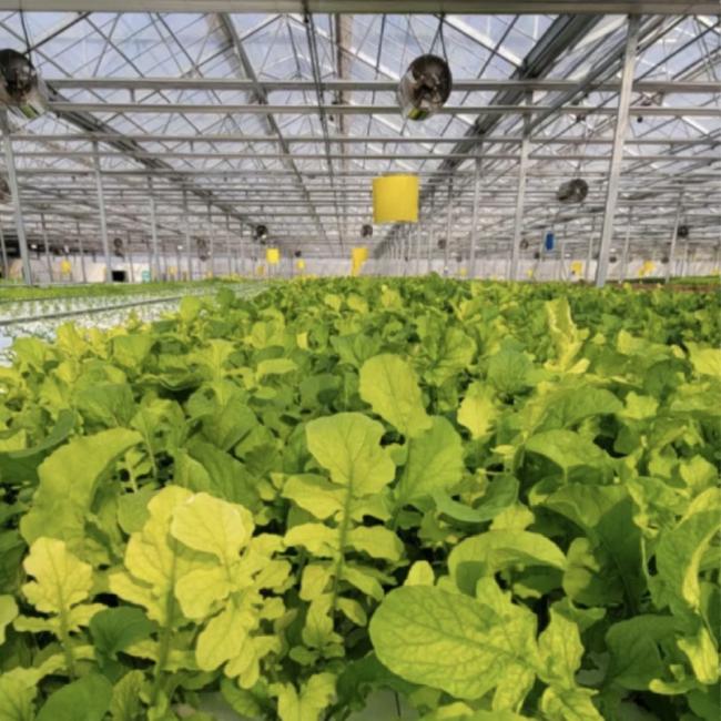 Hollow Roof Hydroponic Greenhouse for Flower Cultivation