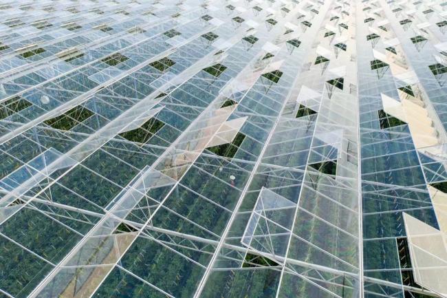 Float Single Layer Glass Greenhouse Hydroponic System
