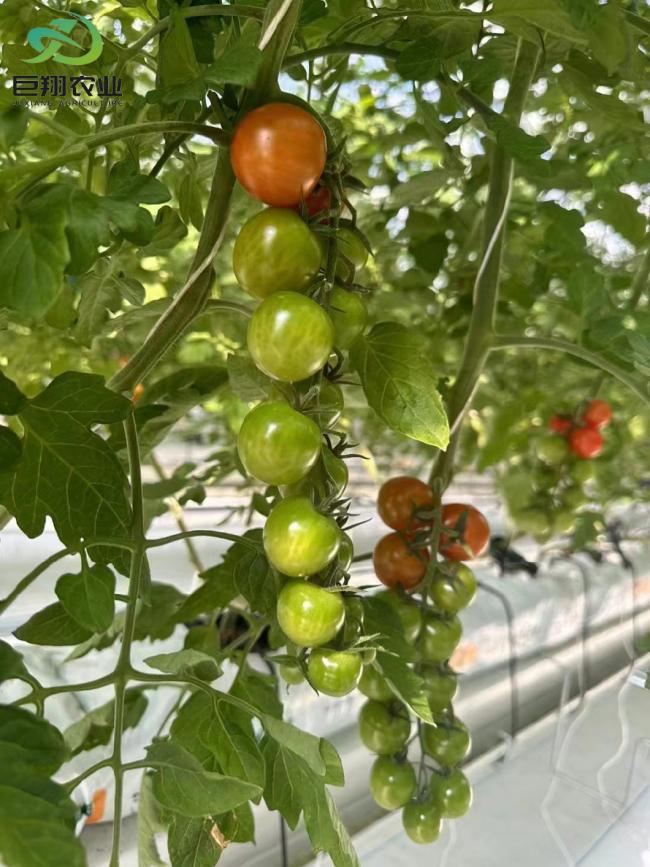 Hydroponic System for Glass Greenhouse Vegetables