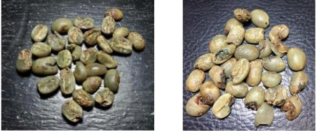 coffee bean processing