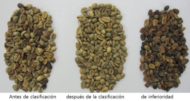 arabica coffee sorting