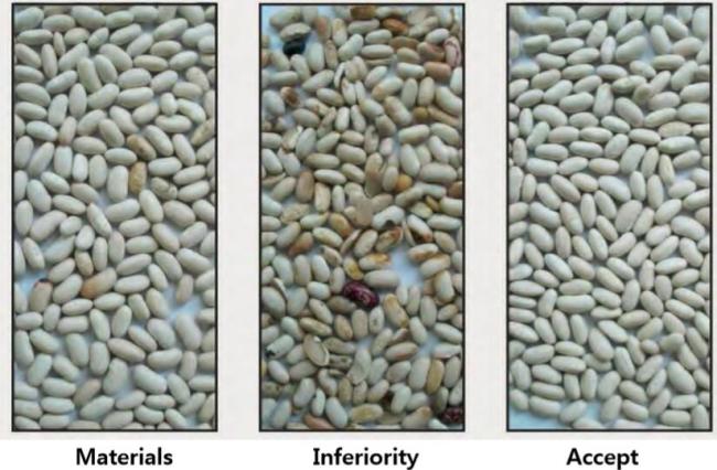 color sorting for white beans