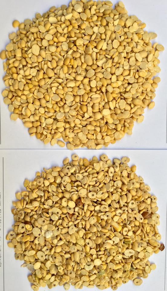 BEANS