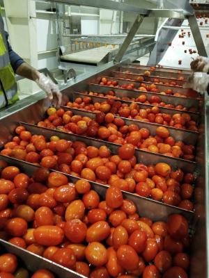 China 220v / Linha de processamento personalizada linha do tomate de produção economia de energia do doce do fruto à venda