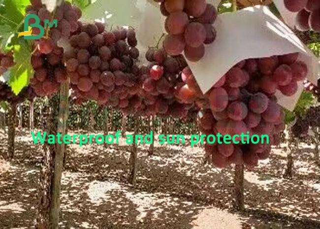 Waterproof Stone Paper 240g 300g For Making Fruit Protection Bag Waterproof Stone Paper 240g 300g For Making Fruit Protection Bag