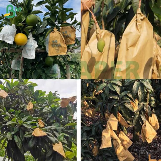 Degradable Waterproof Mango Fruit Protection Bag 56g Sunproof Coated Wax Paper Roll Degradable Waterproof Mango Fruit Protection Bag 56g Sunproof Coated Wax Paper Roll