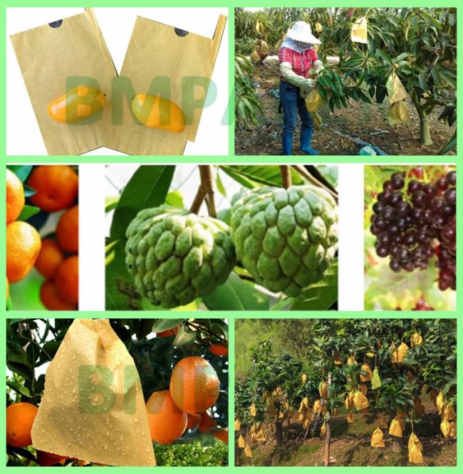 Breathable 56gsm Mango Guava Fruit Bag Protection Paper 370mm Waterproof Breathable 56gsm Mango Guava Fruit Bag Protection Paper 370mm Waterproof