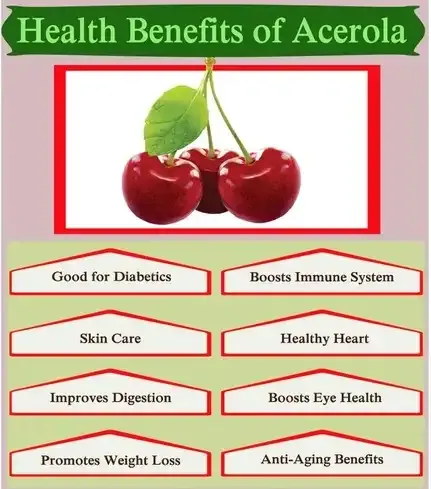 Acerola cherry powder benefits Acerola cherry powder benefits