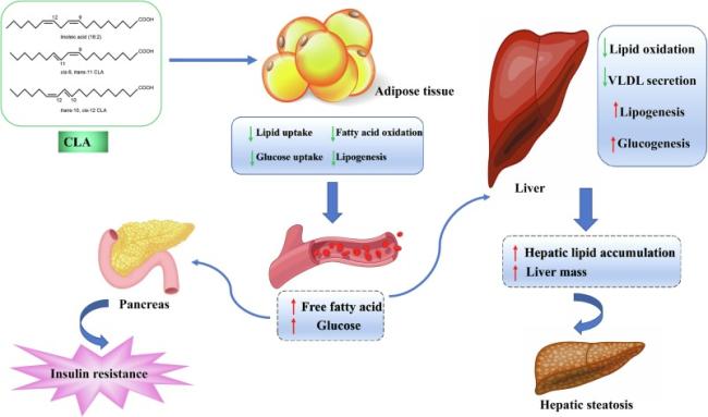 product-1-1 Conjugated linoleic acid (CLA) as a functional food: Is it beneficial or not? - ScienceDirect