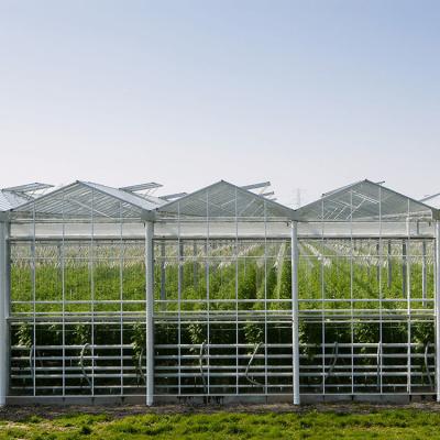 China 8mm Float Glass Multi Span Venlo Glass Greenhouse Top Heigh 4.5m-7.5m for sale