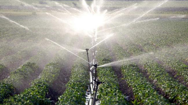 tee irrigation.jpg