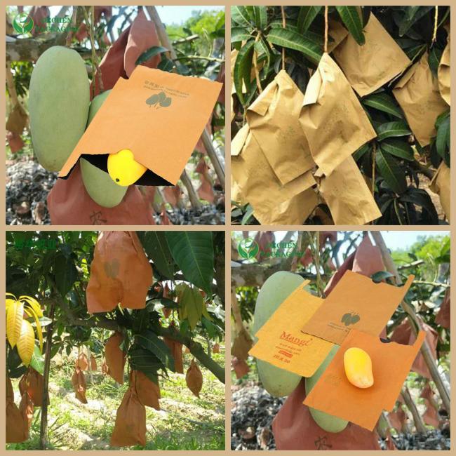 55gsm Fruit Grow Mango Protective Paper Bag Paper Brown Cover Black Inner 55gsm Fruit Grow Mango Protective Paper Bag Paper Brown Cover Black Inner