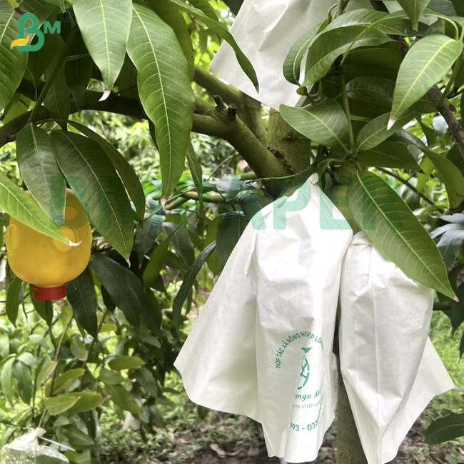 40g 60g White Waterproof Grape Packing Paper Food Grade Tear-Resistant for Fresh Fruit & Cold Chain Logistics 40g 60g White Waterproof Grape Packing Paper Food Grade Tear-Resistant for Fresh Fruit & Cold Chain Logistics