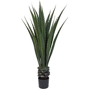 Giant Agave Floor Plan