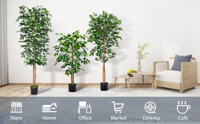 Ficus Tree