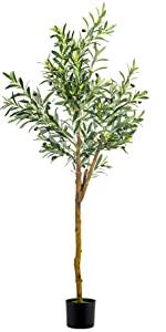 Olive Tree