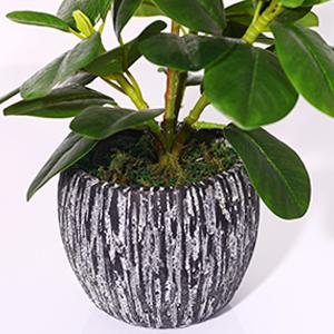 fake plants indoor