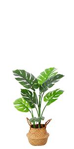 Monstera Deliciosa-0.8m