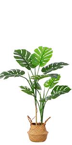 Monstera Deliciosa-1.1m