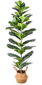 Fiddle Leaf Fig Tree-1.45