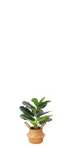 Fiddle Leaf Fig Tree-0.56