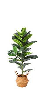 Fiddle Leaf Fig Tree-1