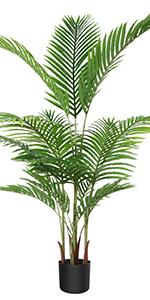 Areca Palm-1.6-no