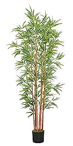 6ft Bamboo