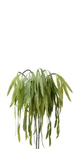 small eucalyptus stems