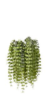 dried eucalyptus stems