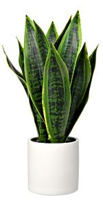 snake plant