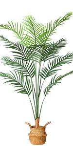 Palm Tree