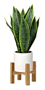 faux plants