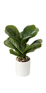 small plants