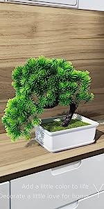 Bonsai Tree
