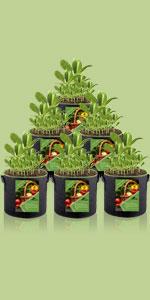 Covered grow bag