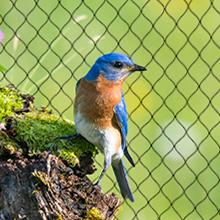 bird net