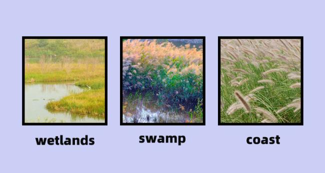 Harvester application in wetland environment