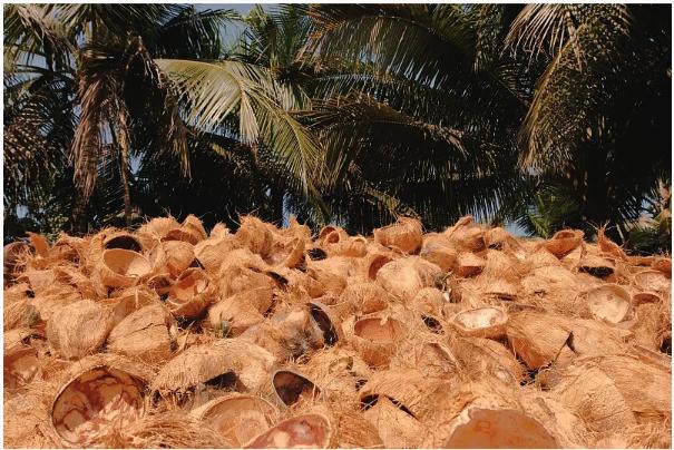 Coconut shell activated carbon production
